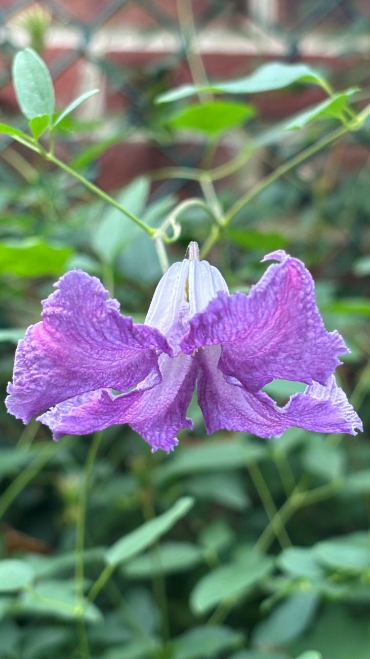 clematis