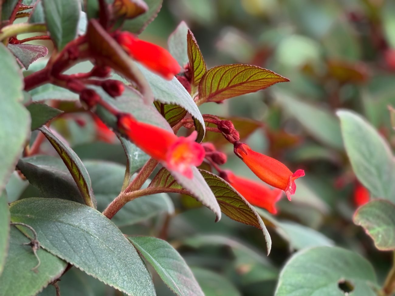 Gartenmeister Bonstedt fuchsia