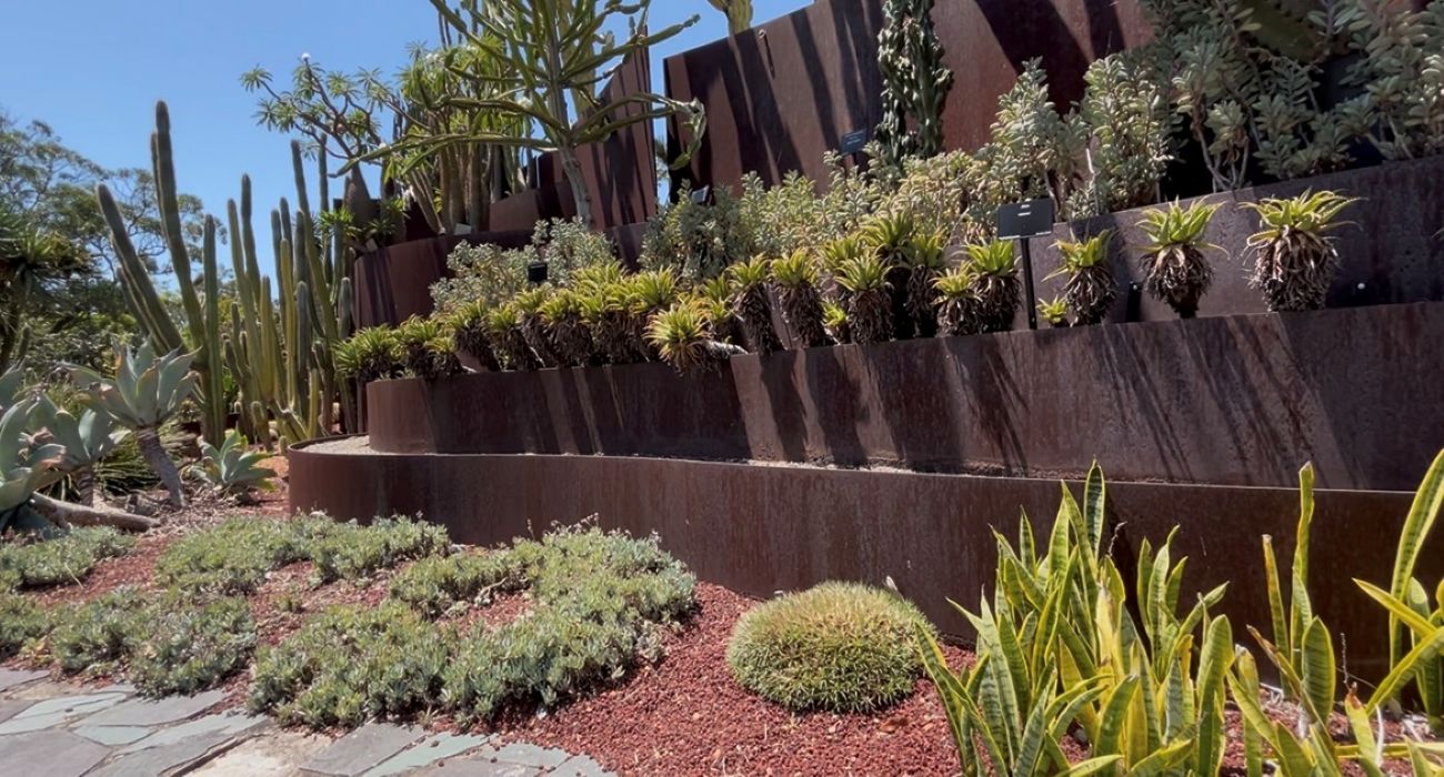 succulent garden