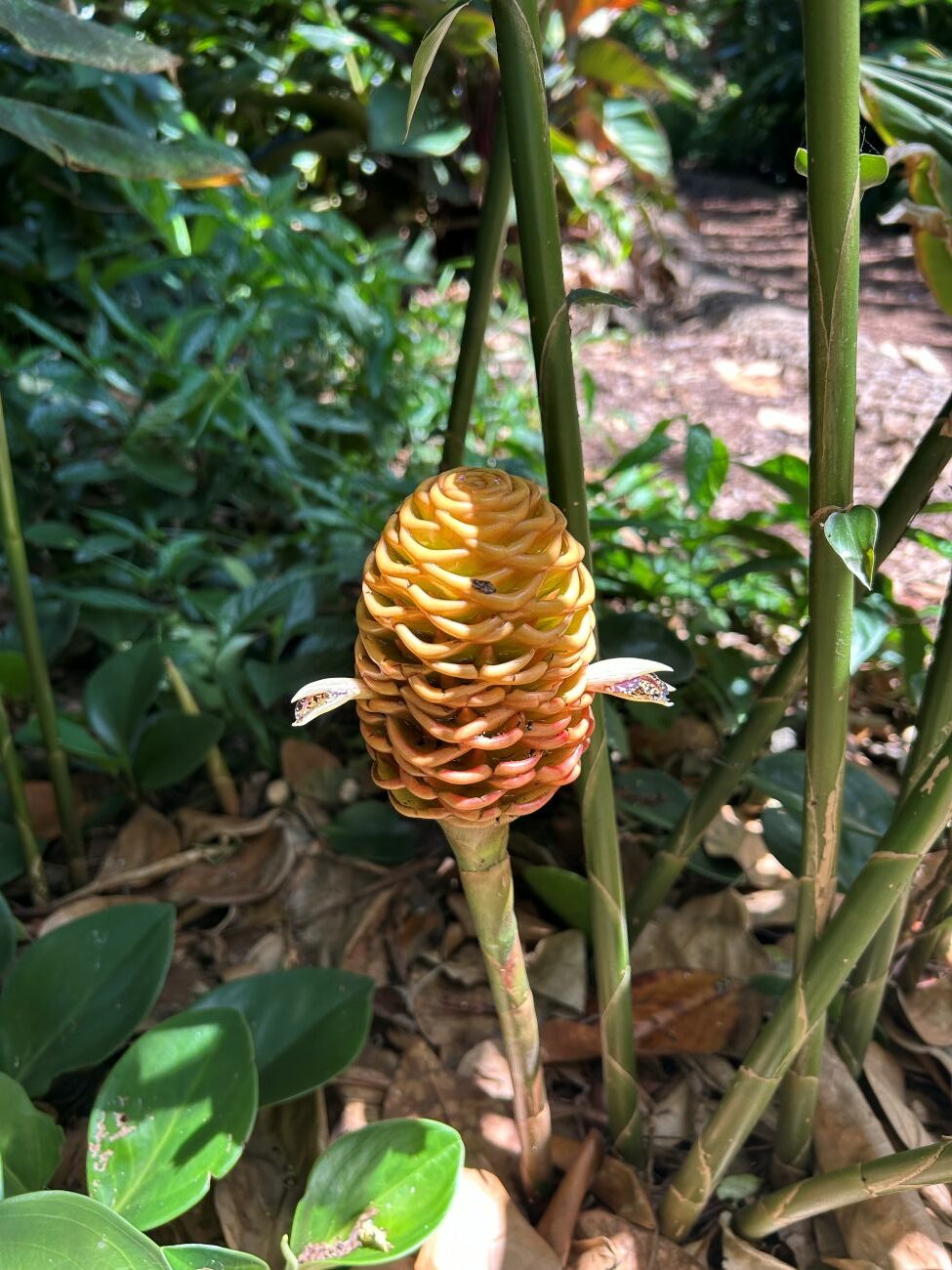 beehive ginger
