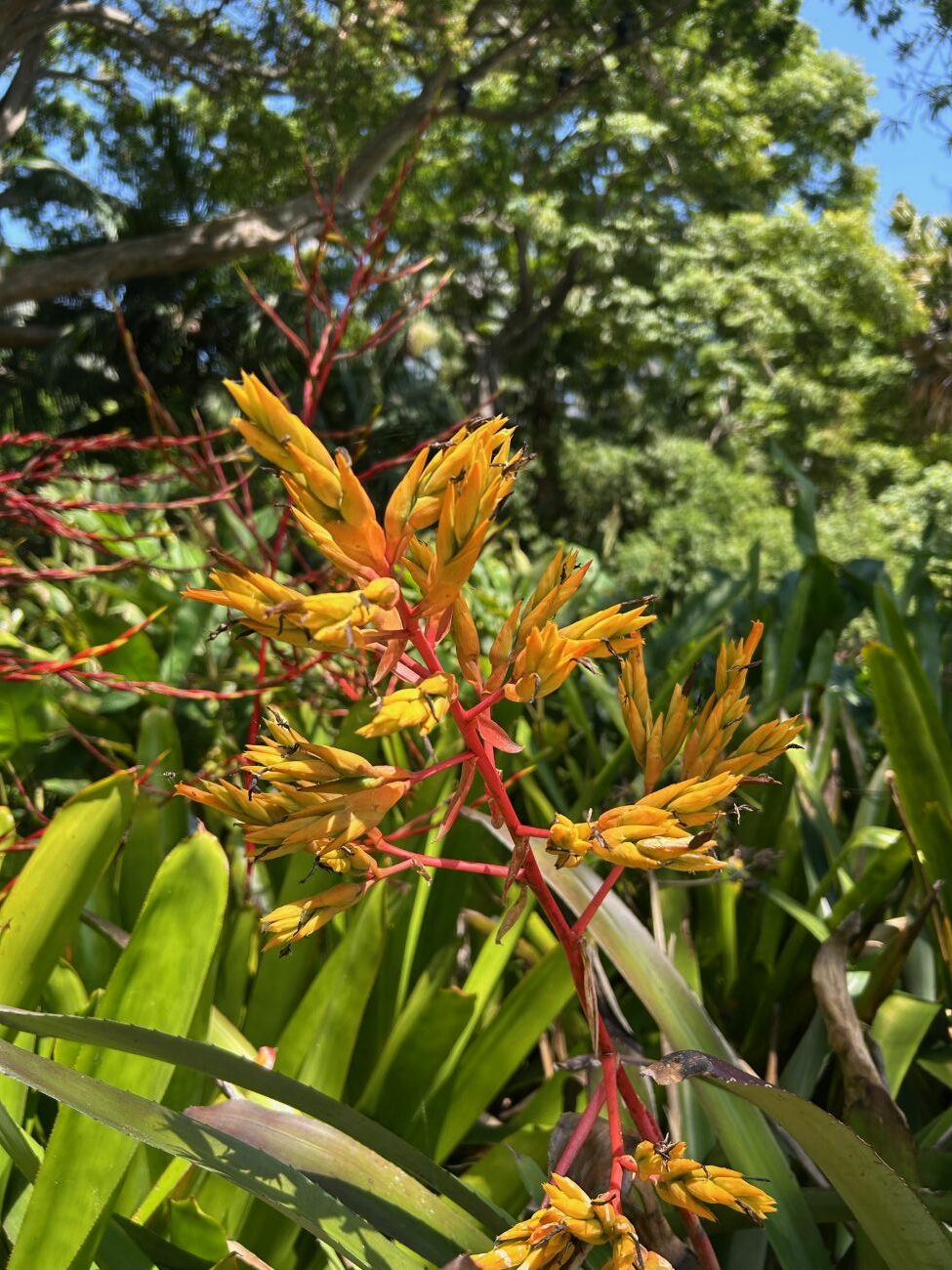 flowering bromeliad, urn plant