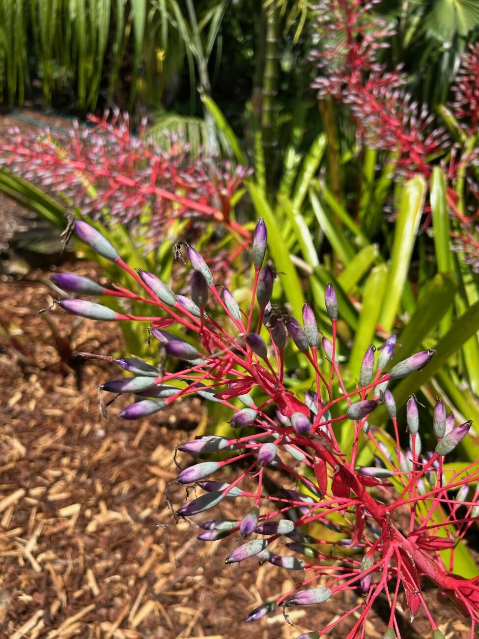 Fendler’s urn plant Aechmea fendleri, 