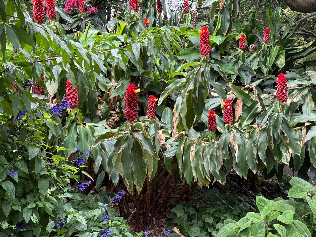 red tower ginger