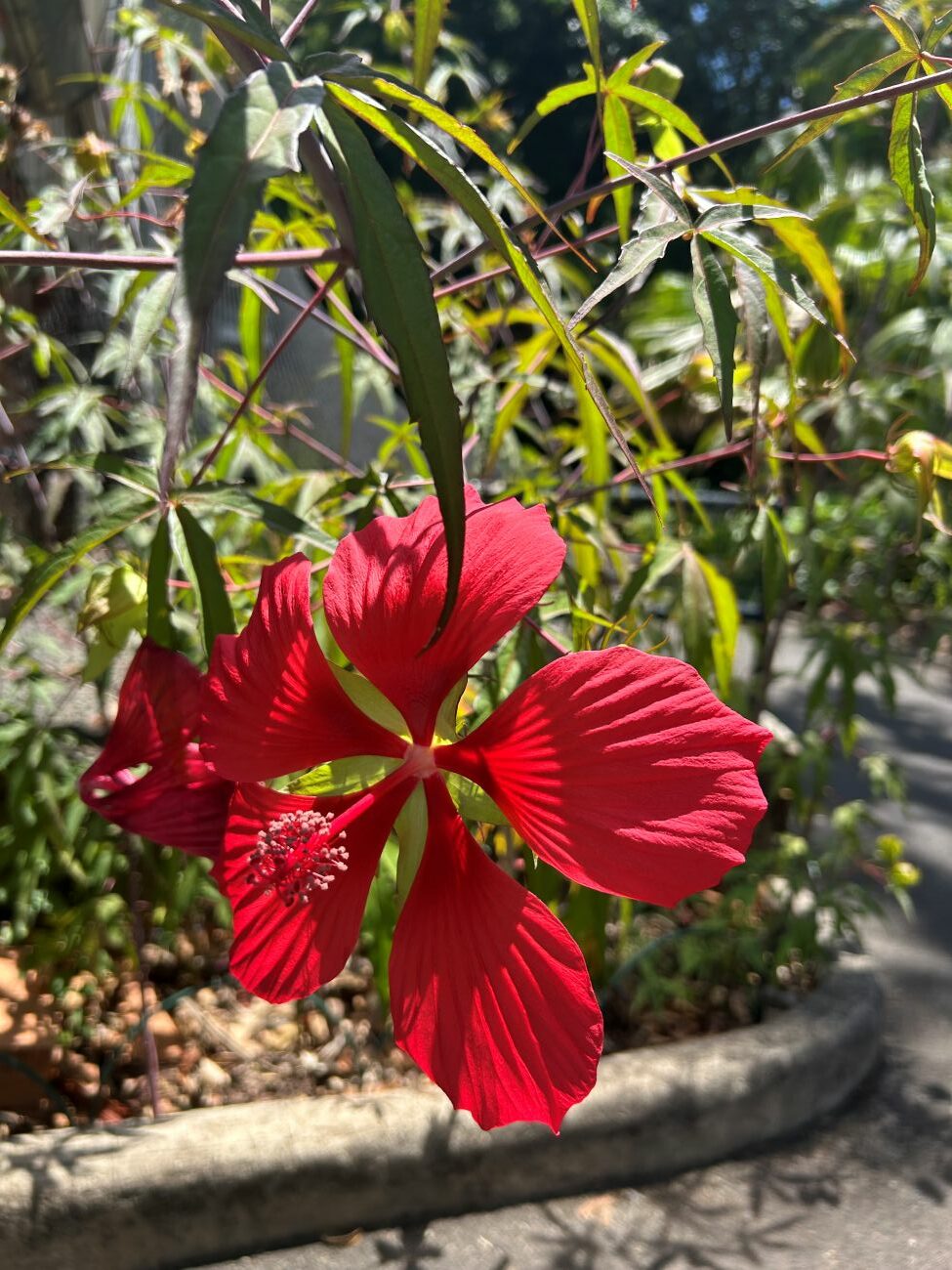 scarlet hibiscus
