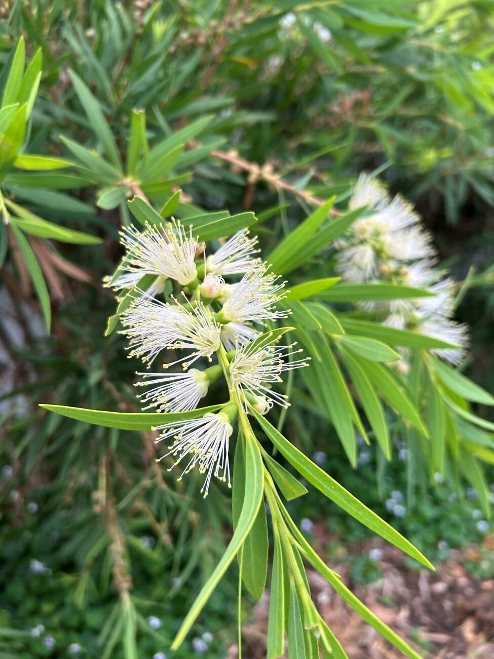 white bottlebrush