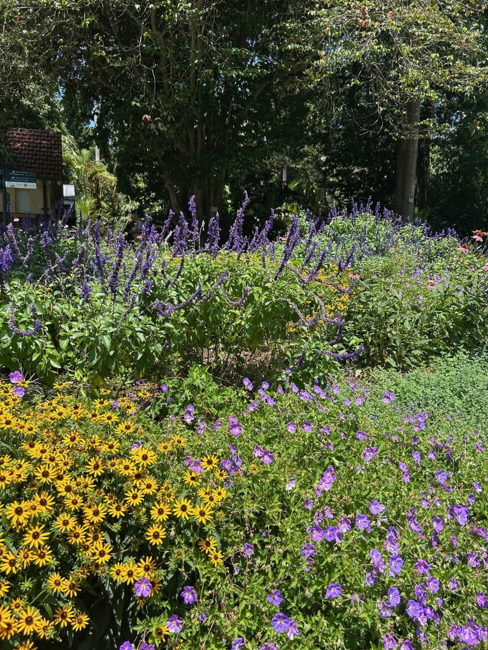 Perennial border, geranium