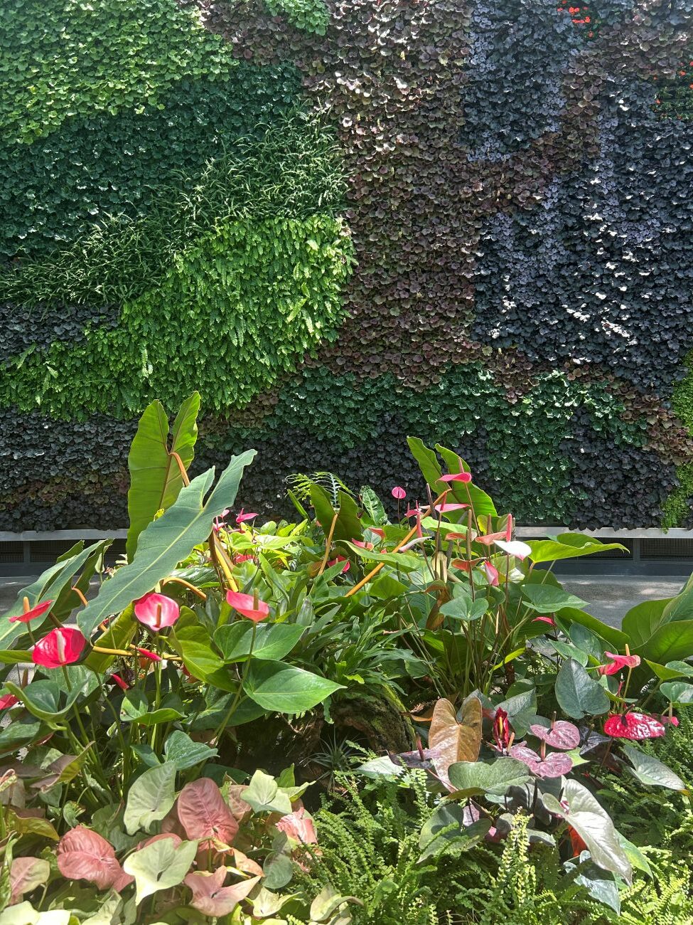 tropical plants, living wall, vertical garden