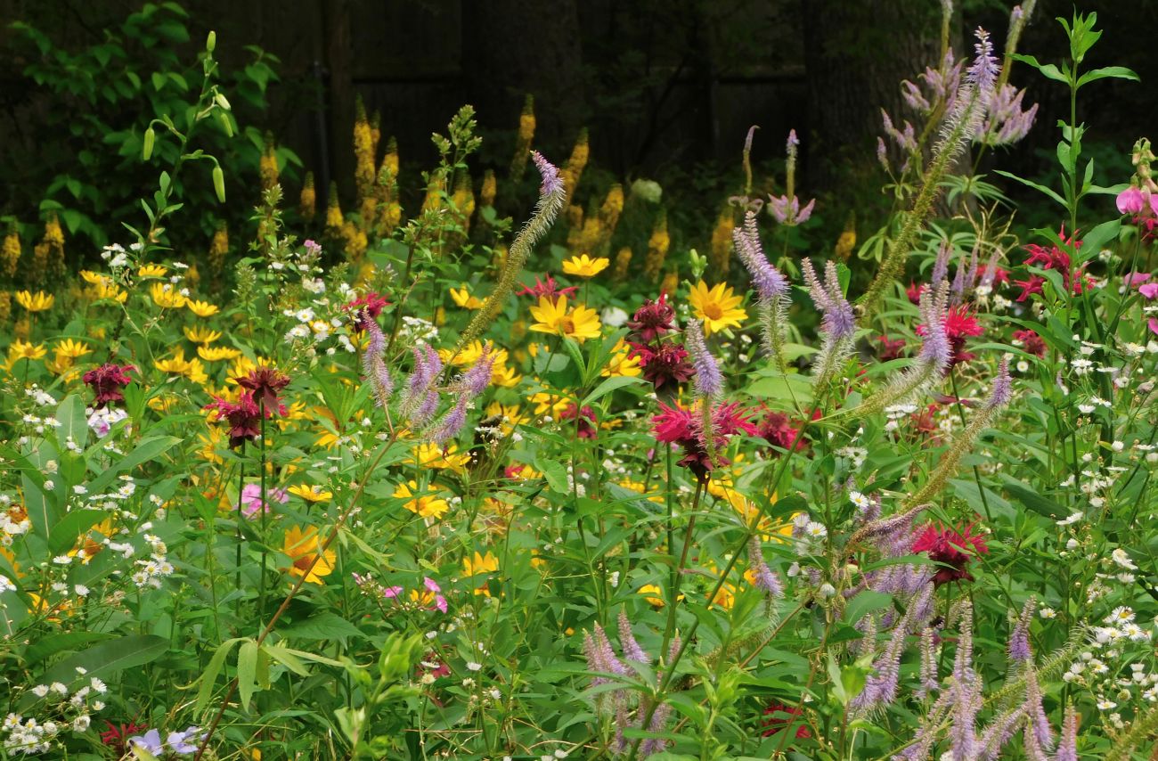 cottage garden, mixed border, perennial bed