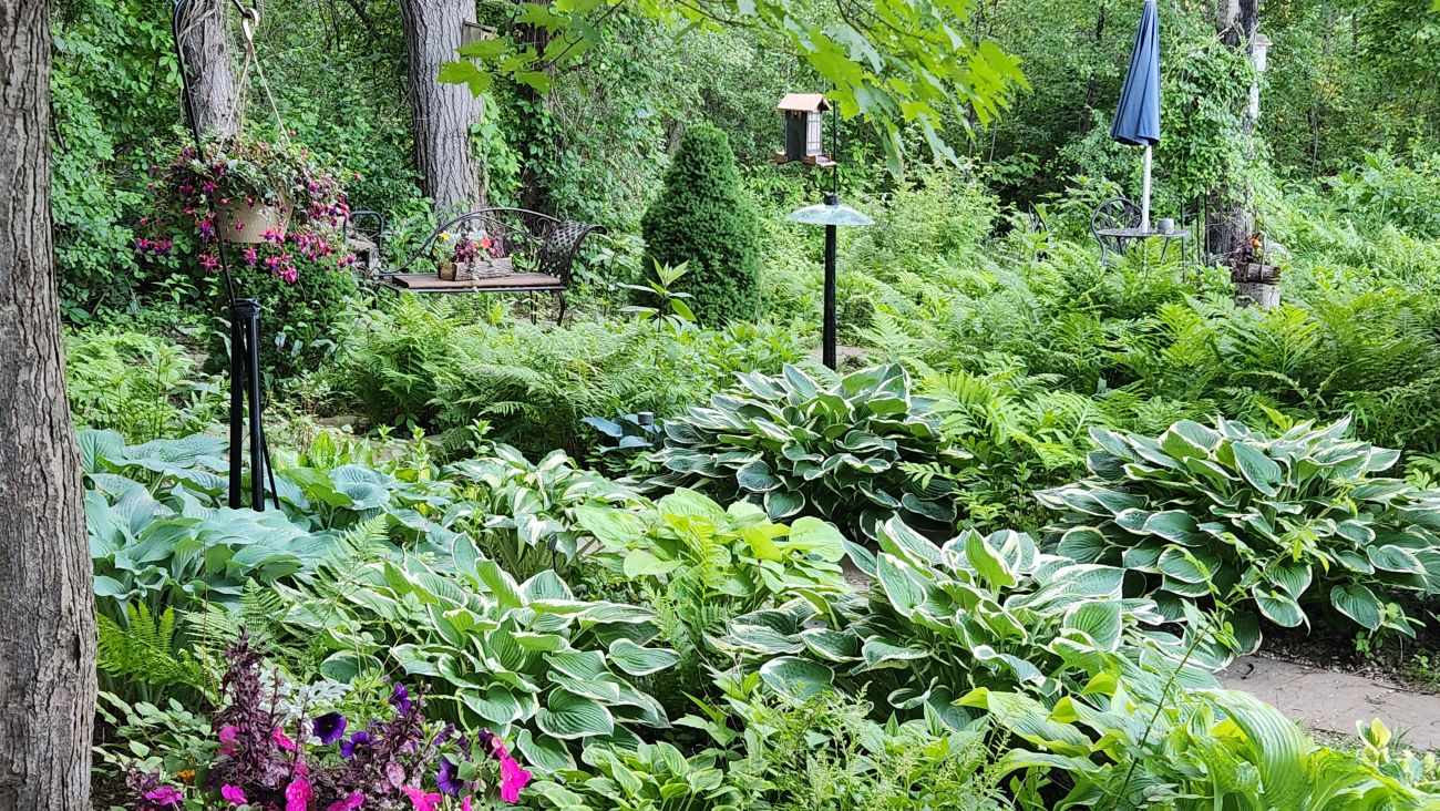 woodland garden, shade garden, hostas
