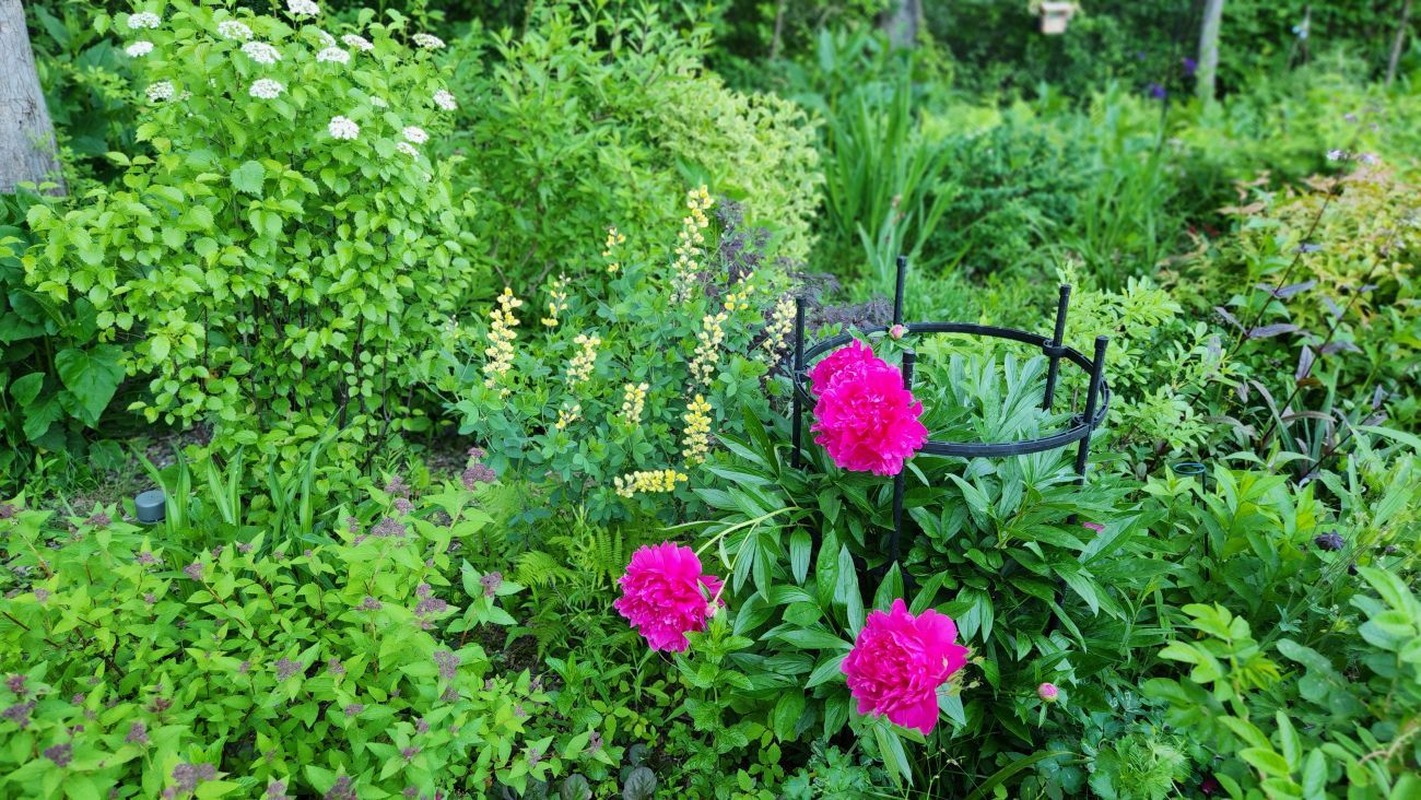 mixed perennial bed