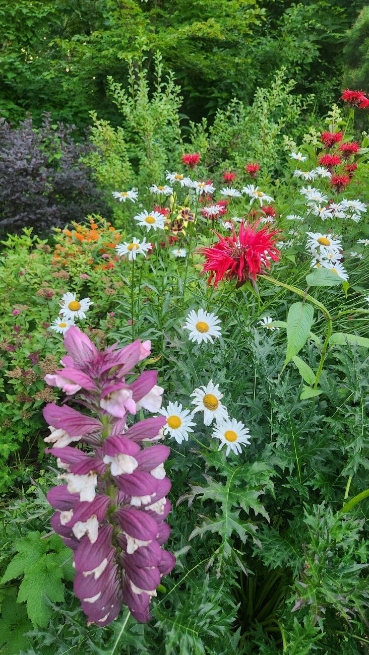 perennial bed, shasta daisy, monarda