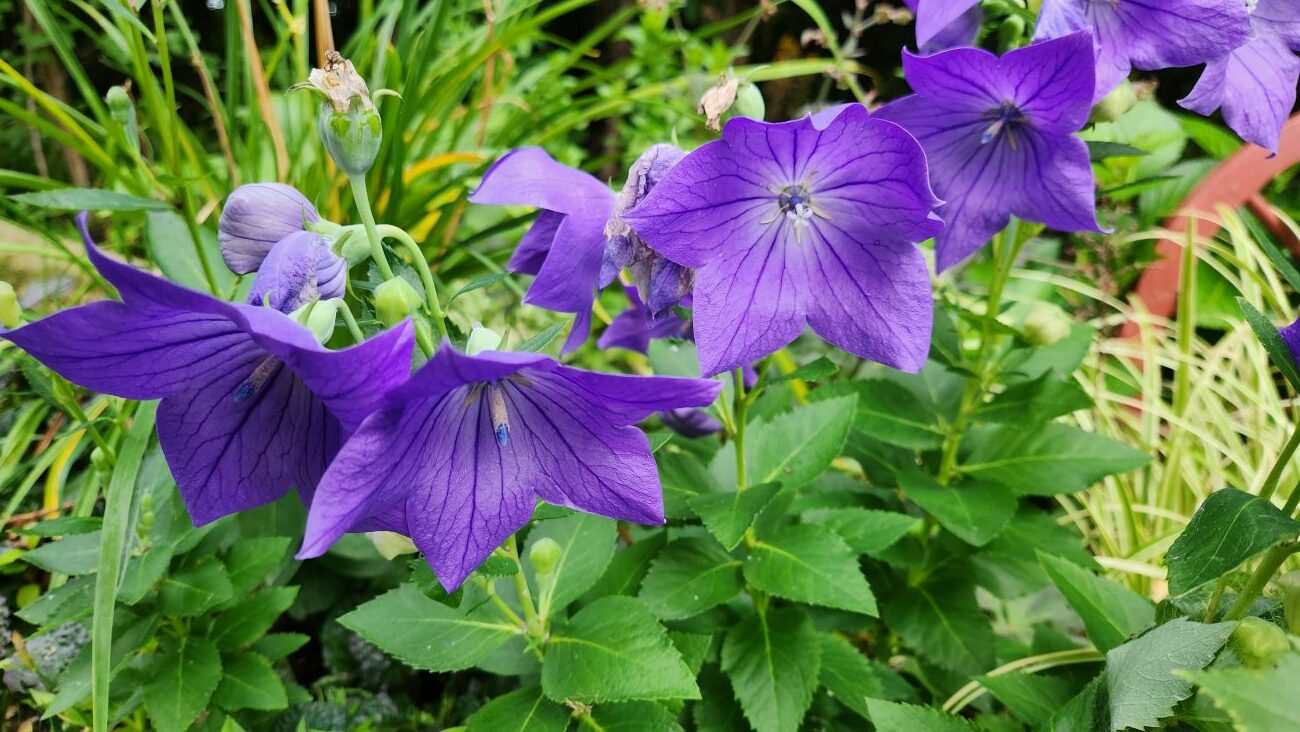 balloon flower, platycodon