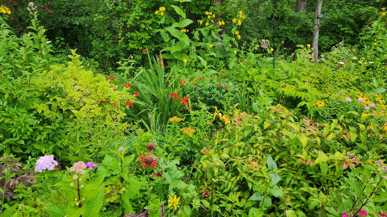 pollinator garden, echinacea, bee balm, monarda, coneflower, sun garden
