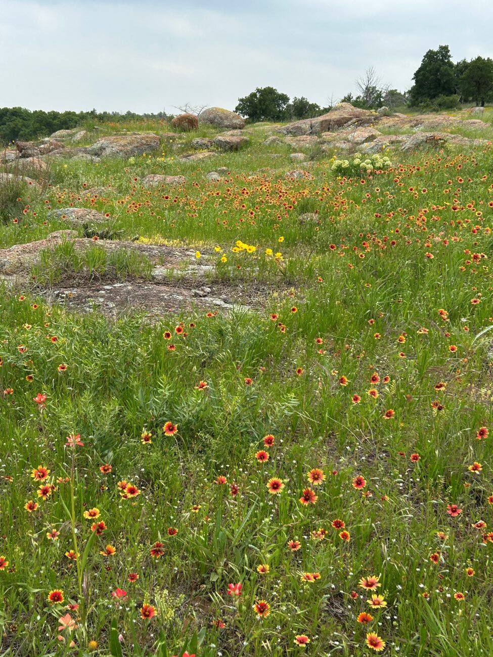natural landscaping, midwest regional reports,