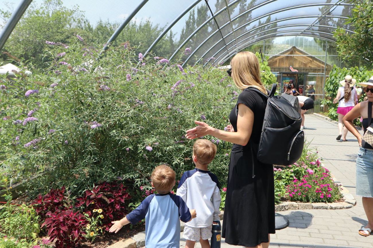 The Summer Butterfly House was voted the No. 1 Butterfly House in the U.S. in the USA Today 10Best Readers’ Choice Awards in 2025 and 2026.