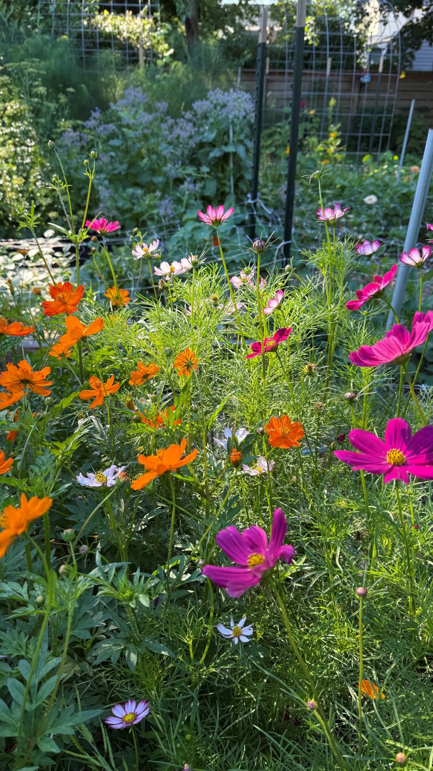 cosmos