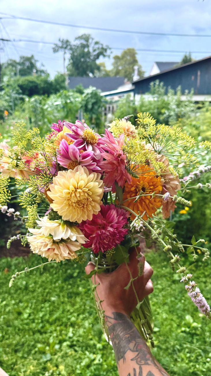cut flowers, dahlias