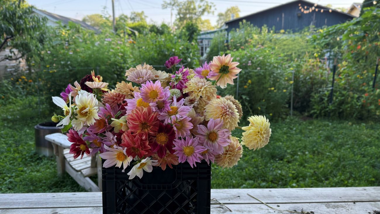 cut flowers, dahlias,