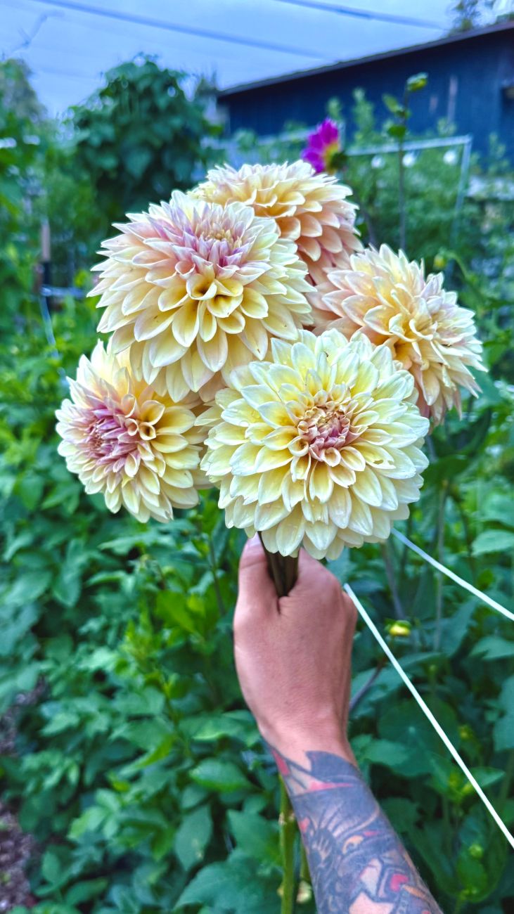 cut flowers, dahlia