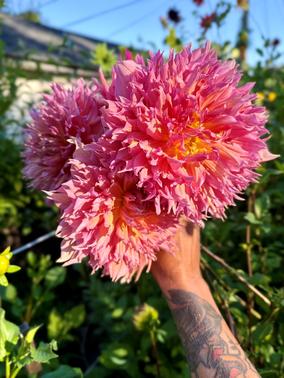 cut flowers, dahlias