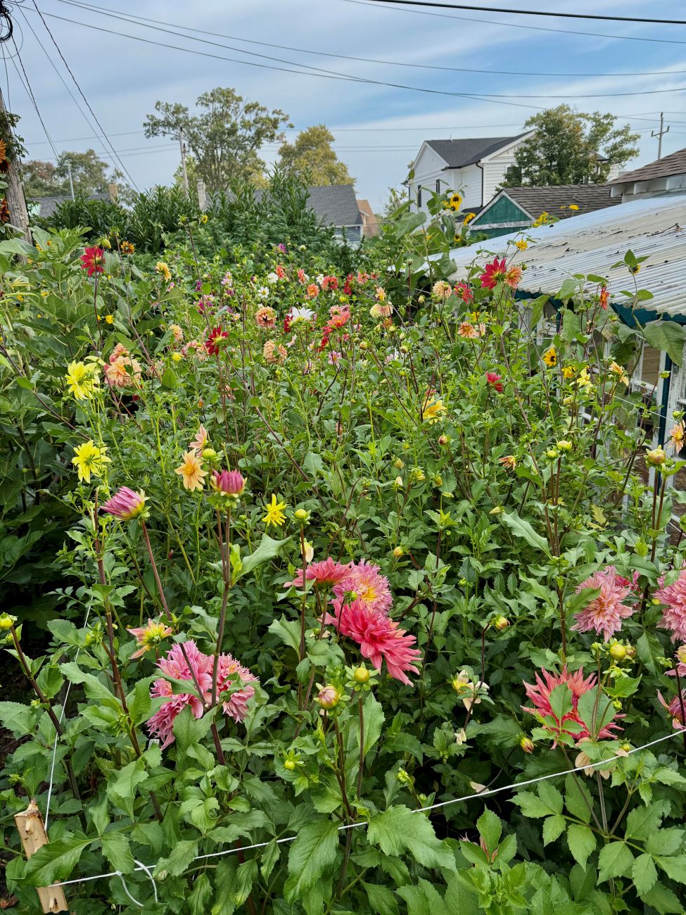 cut flower garden, dahlias
