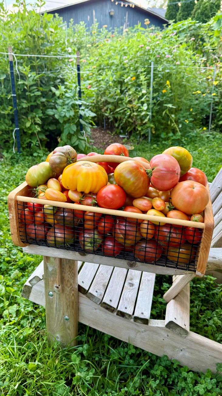 tomato harvest