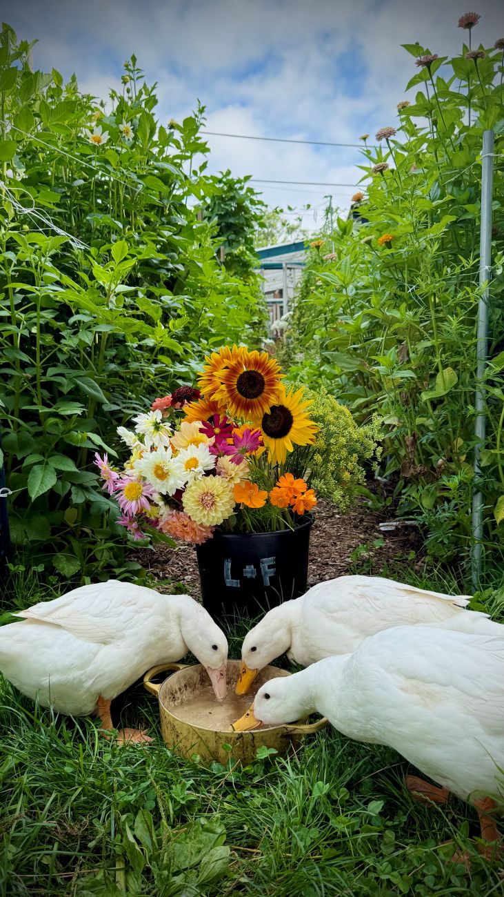 cut flowers, ducks