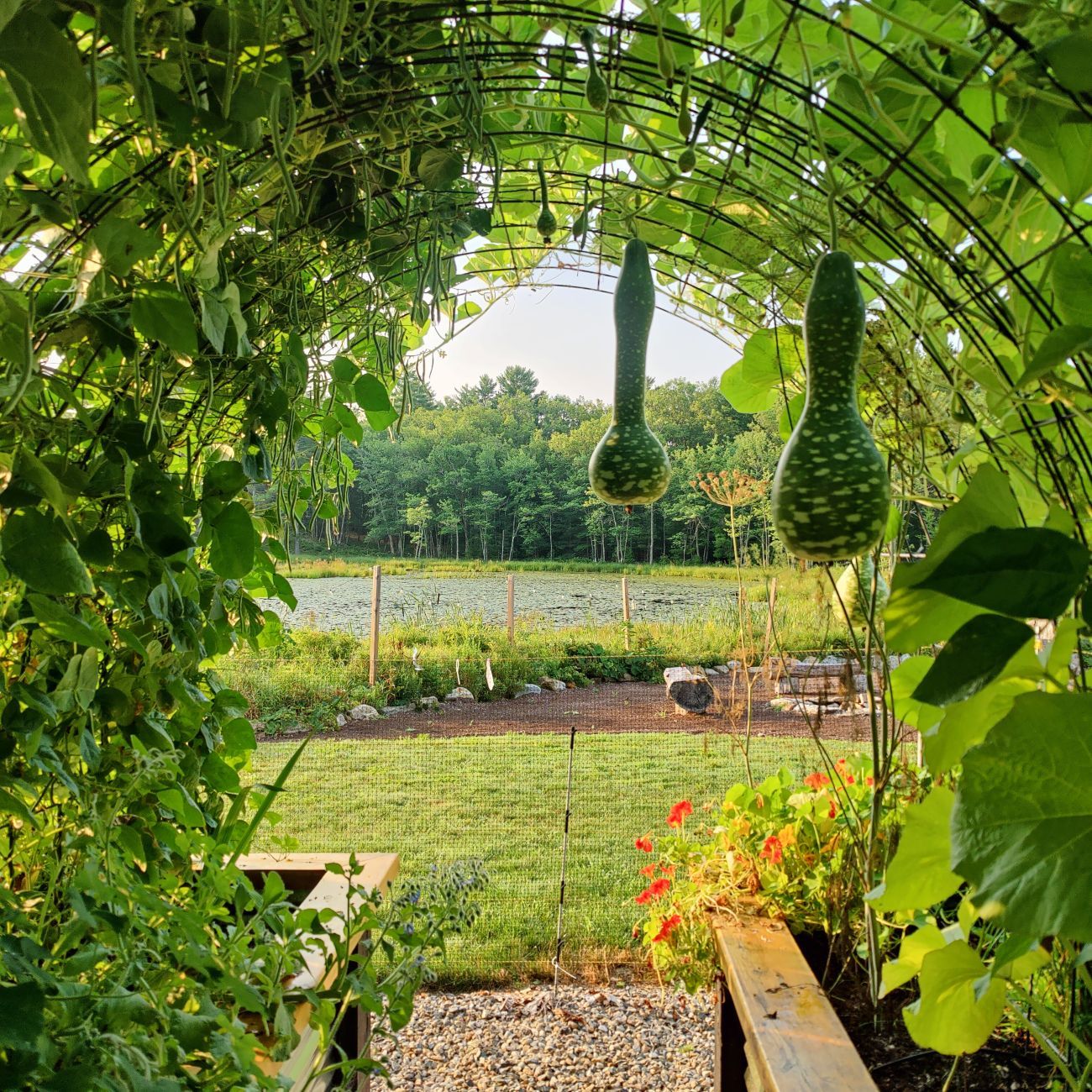 pole beans, gooseneck gourds, Borage, nasturtiums 