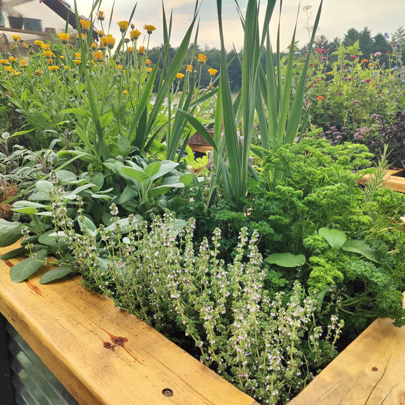herb garden, raised bed, kitchen garden