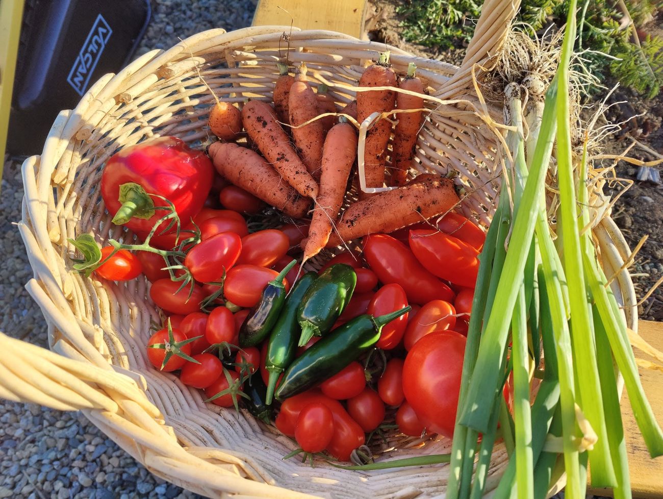 vegetable harvest, vegetables, basket, harvest, vegetable garden