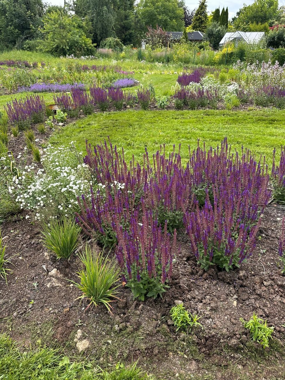 Salvia nemorosa ‘Caradonna Compact’, Nepeta × faassenii ‘Purrsian Blue’, Achillea ptarmica, Molinia caerulea ‘Paul Petersen’