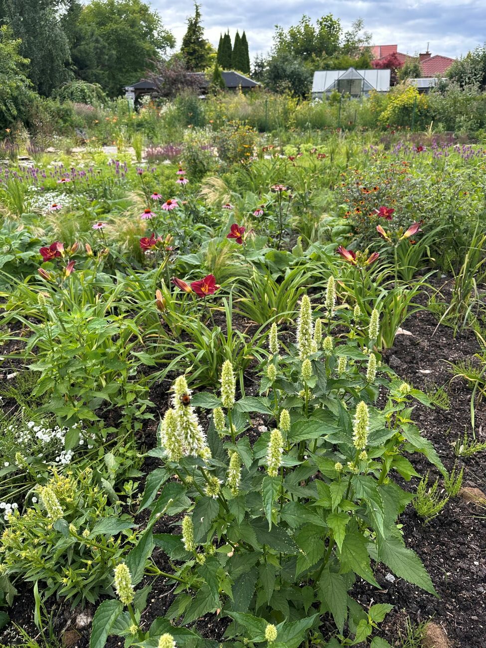 Knautia arvensis, Hemerocallis, Echinacea