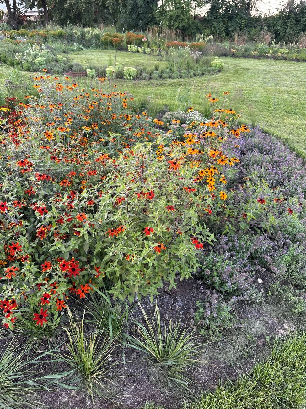 Sesleria, Rudbeckia, Nepeta
