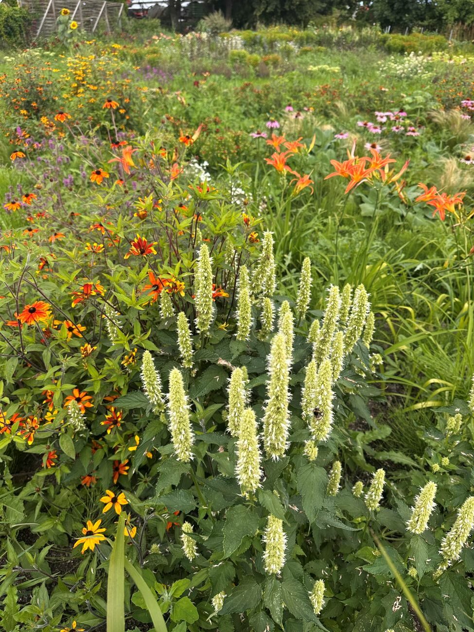 pereninal garden, agastache, rudbeckia, daylily