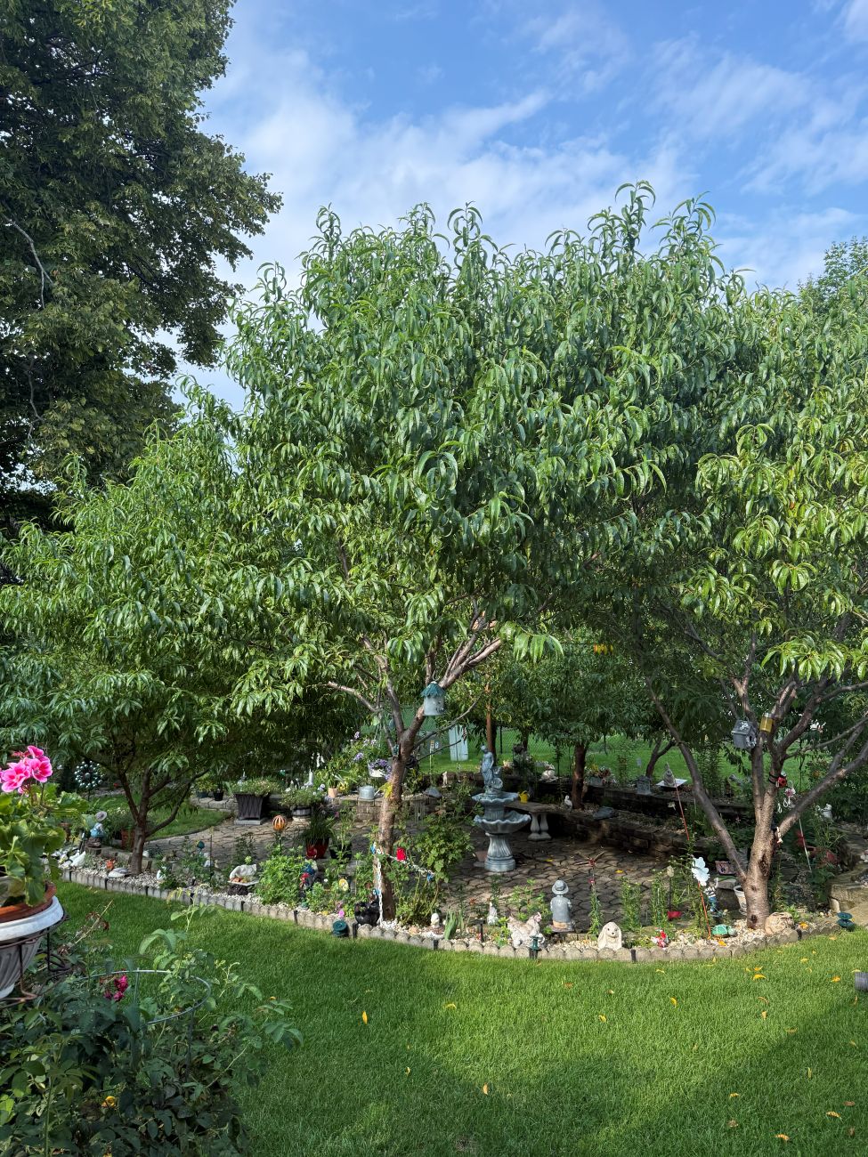 perennial garden, peach trees, stone wall