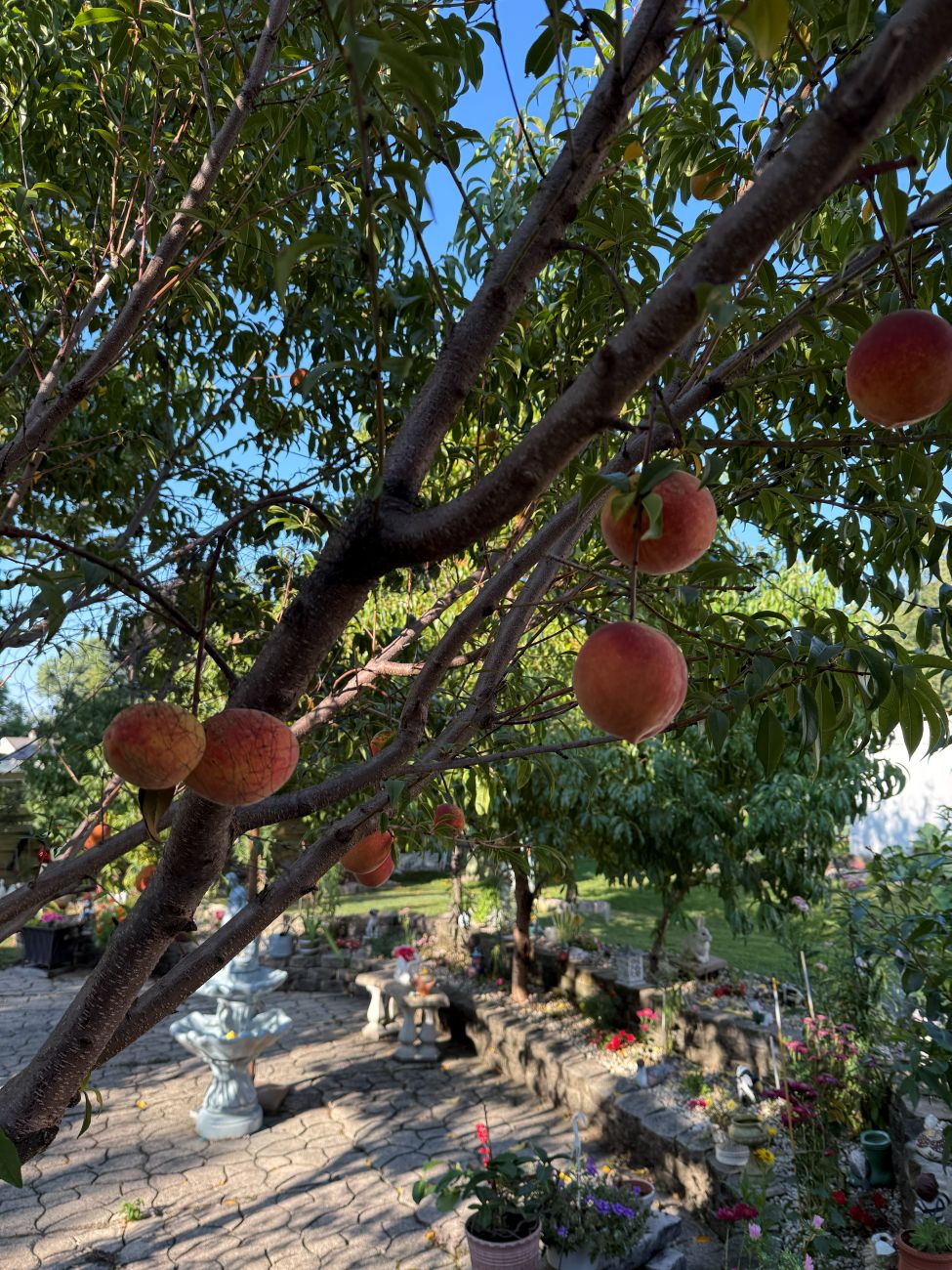 peach tree