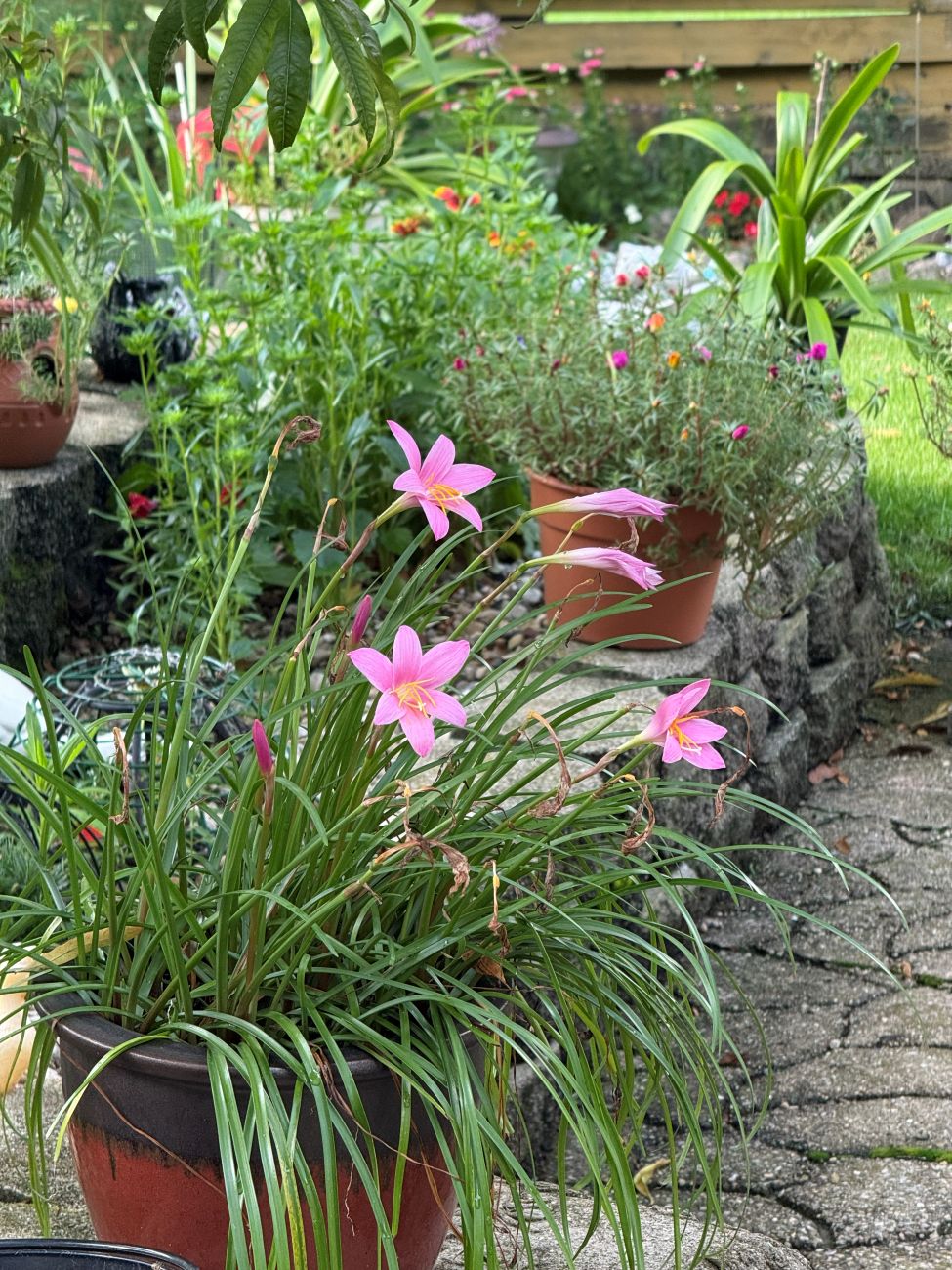 container plants, rainlily