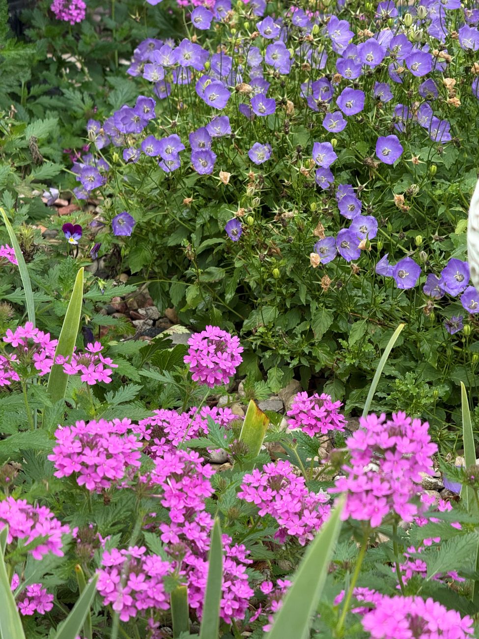 pink verbena, purple bellflowers