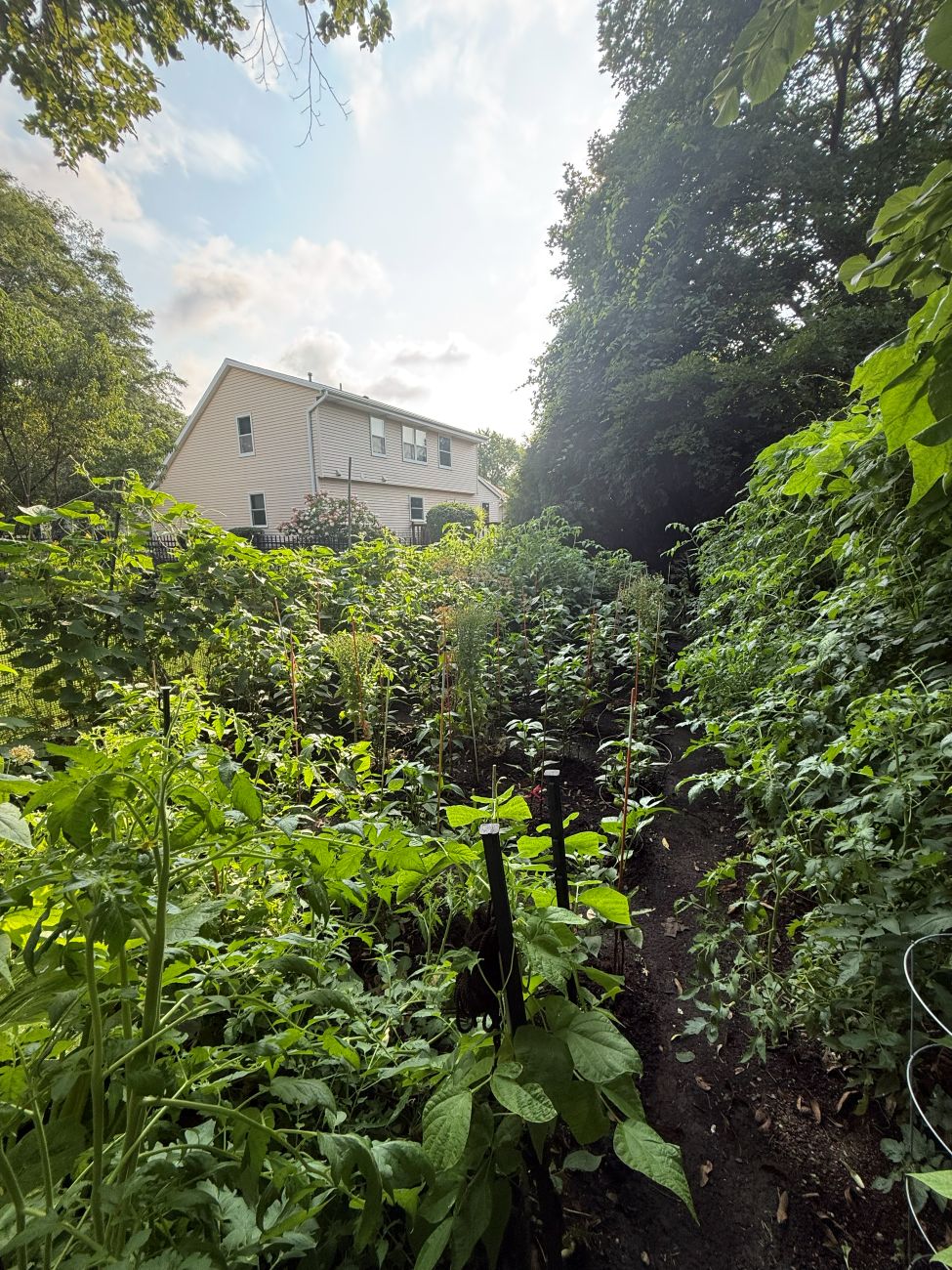vegetable garden