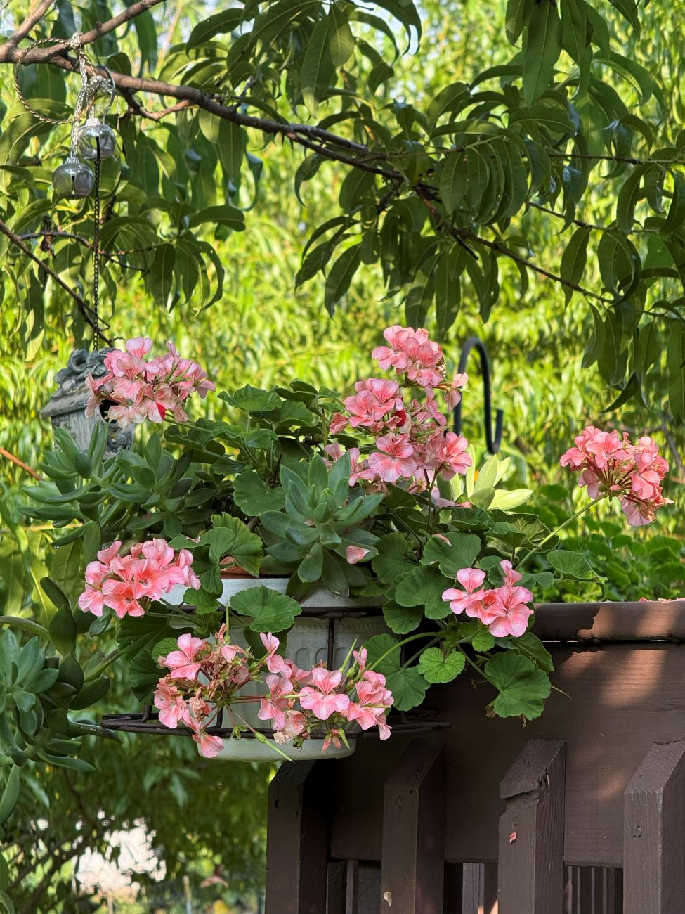geranium, succulent, patio