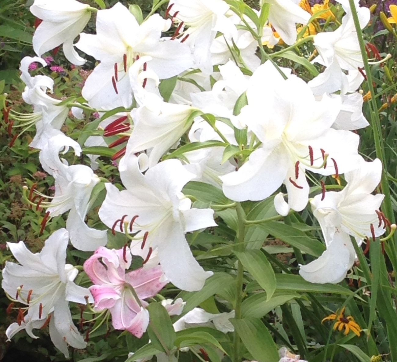 Lilium ‘Casa Blanca’
