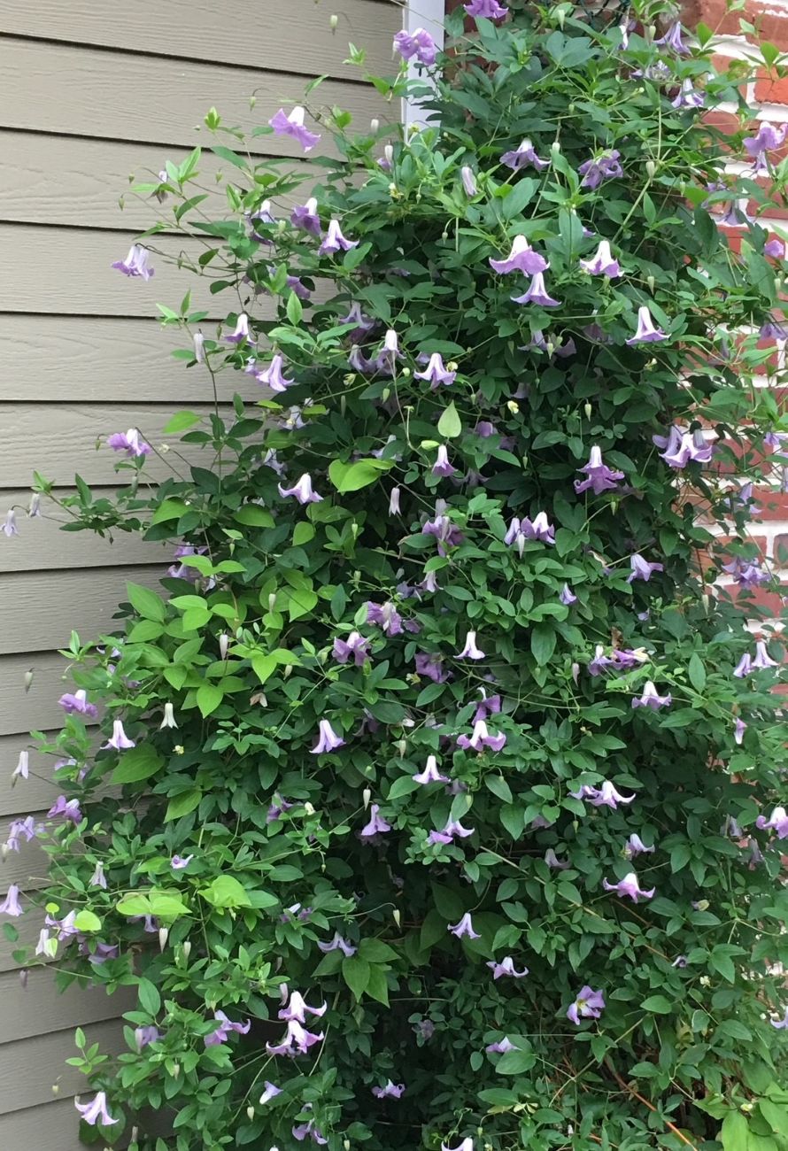 clematis, ‘Betty Corning’