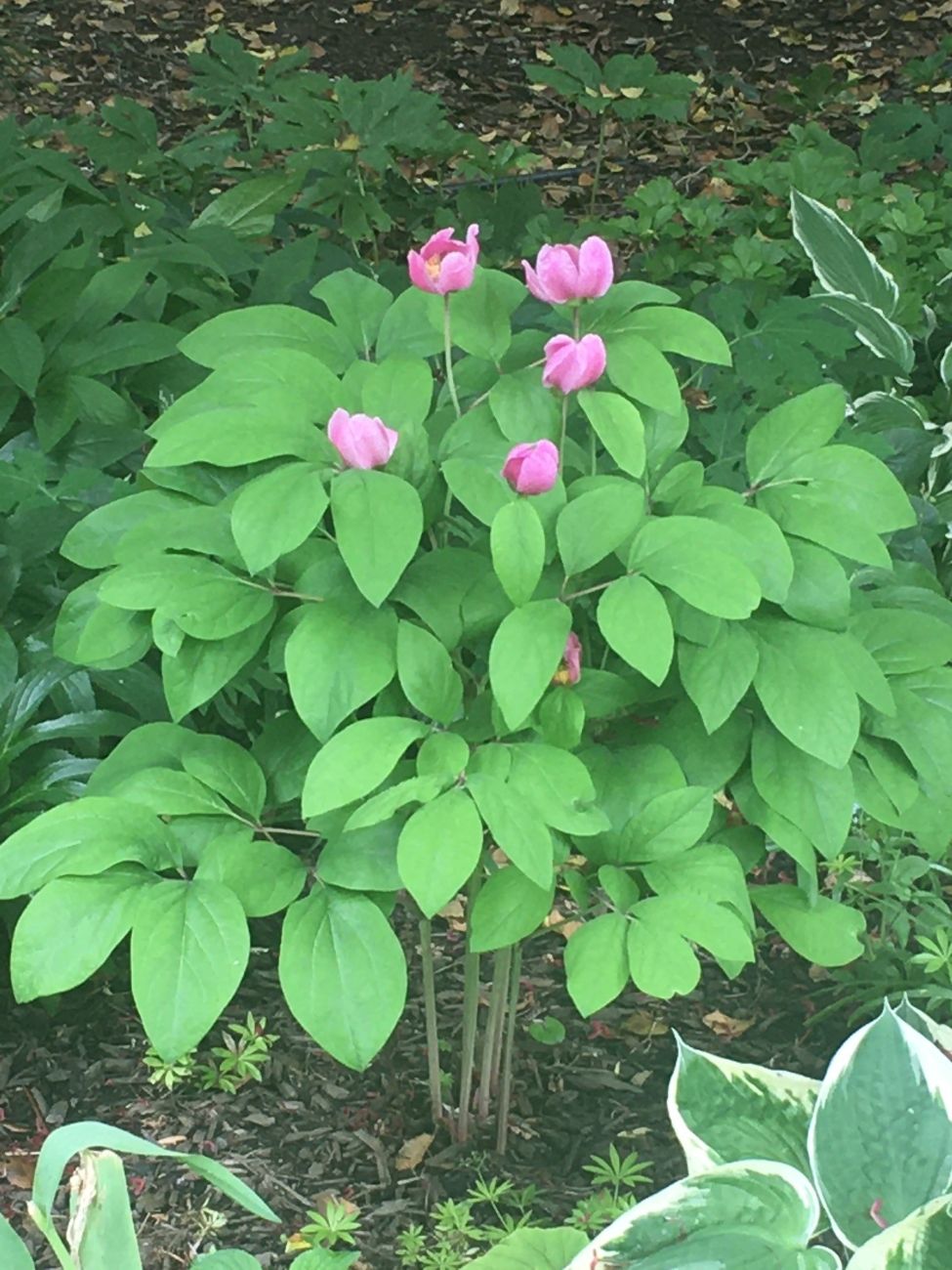 peony, woodland garden