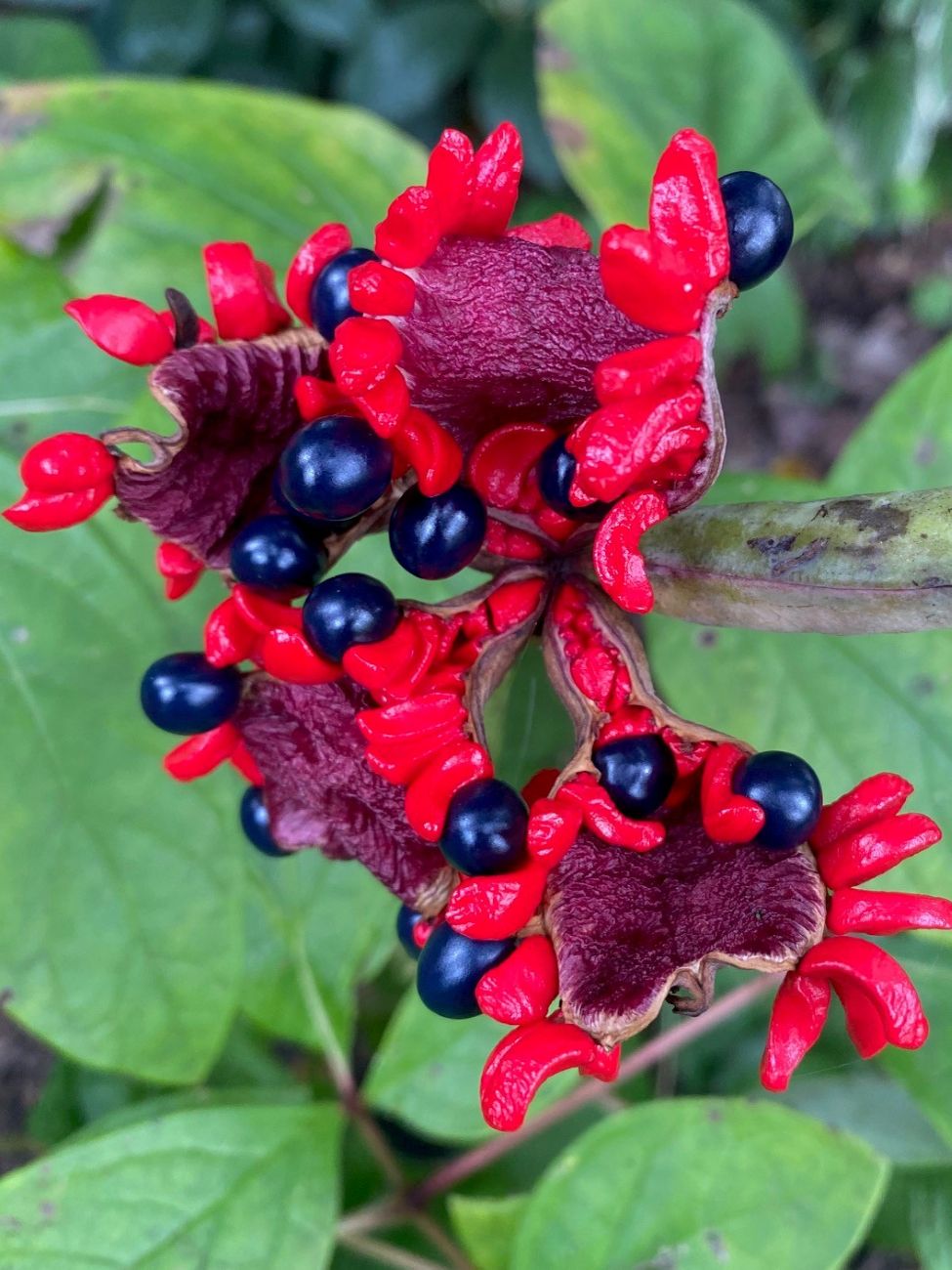 seed head, obovate peony, Paeonia obovata, woodland garden