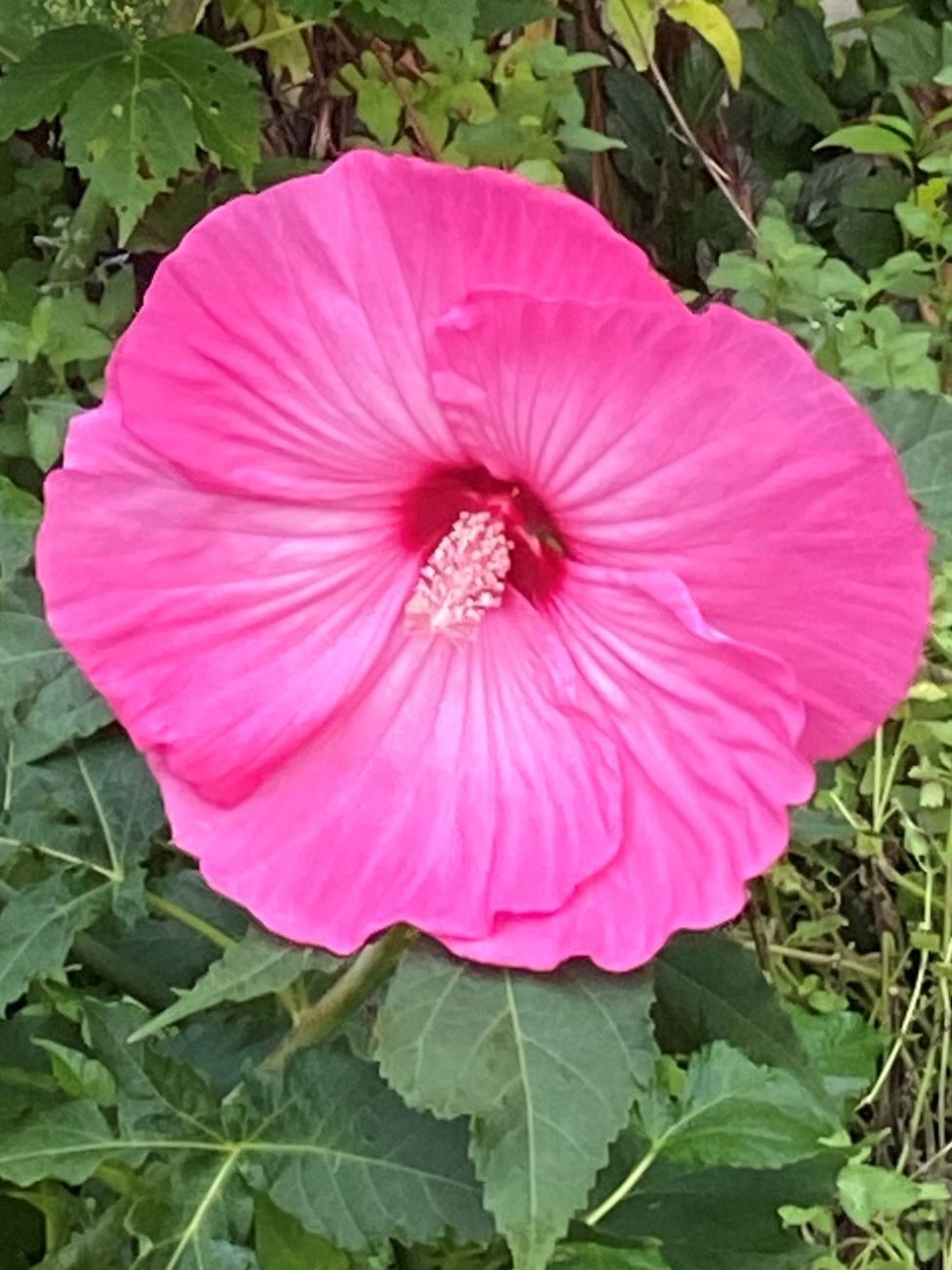 pink hardy hibiscus 