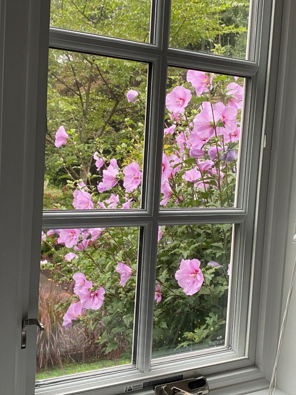 hardy hibiscus