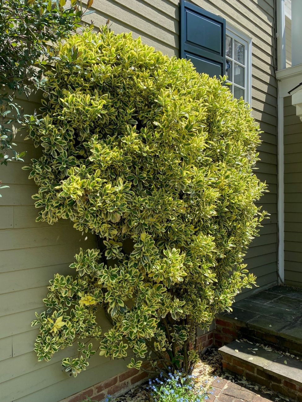 Euonymus japonicus ‘Aureomarginatus’