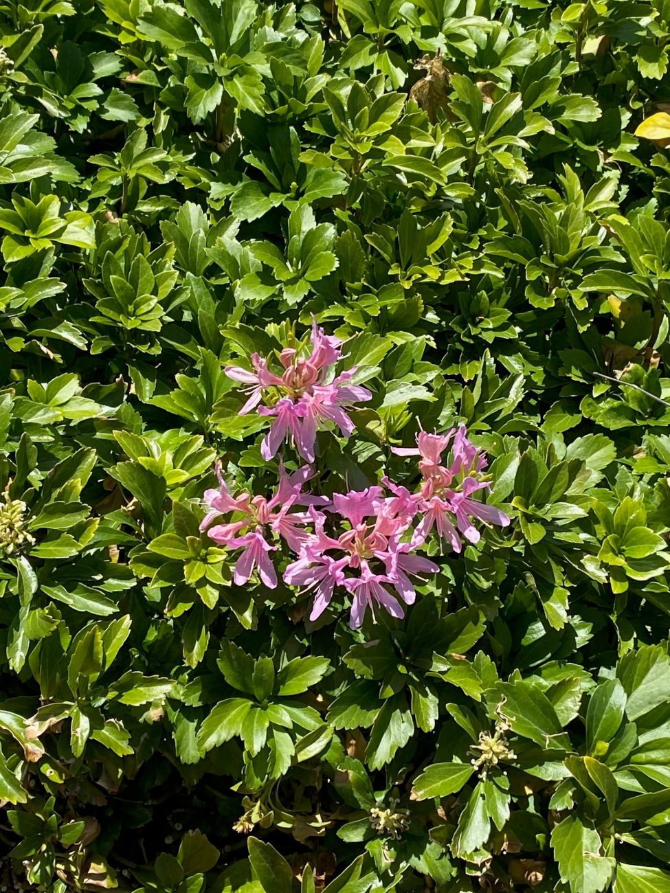 resurrection lily