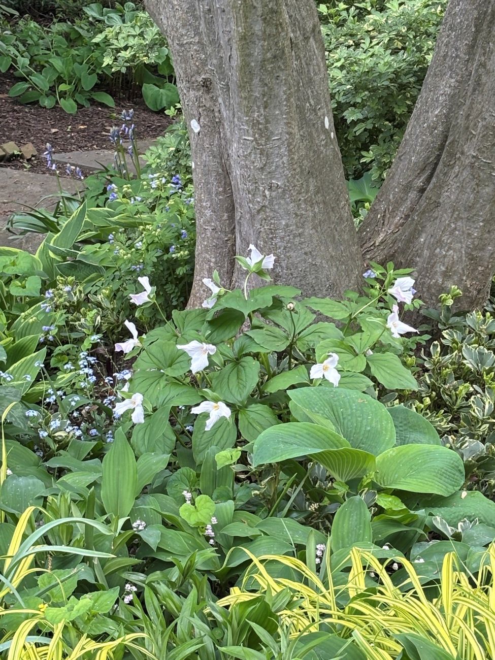 Large-flowered trillium, Trillium grandiflorum, forget-me-nots, Myosoti, hosta, American Hornbeam, variegated Japanese pachysandra, Pachysandra terminalis