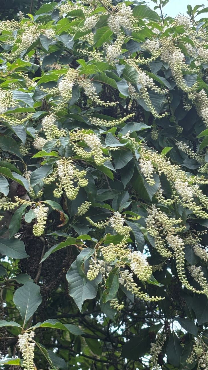 Japanese clethra